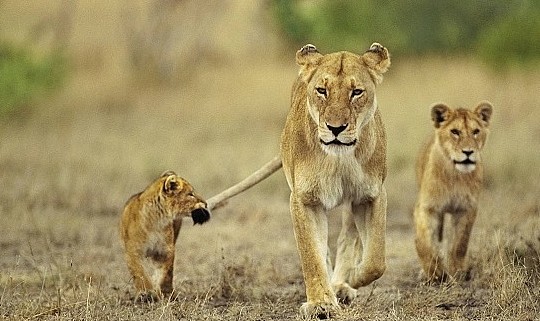 什么动物能够杀死狮子，野生非洲狮的综合战斗力到底有多恐怖？ - 3