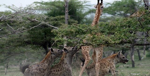 一只落单的幼年长颈鹿惨死于鬣狗群的合力围攻之下 - 1