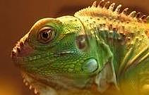 绿鬣蜥 ，世界上最酷的蜥蜴，到底该怎么养，专家告诉你！ - 3