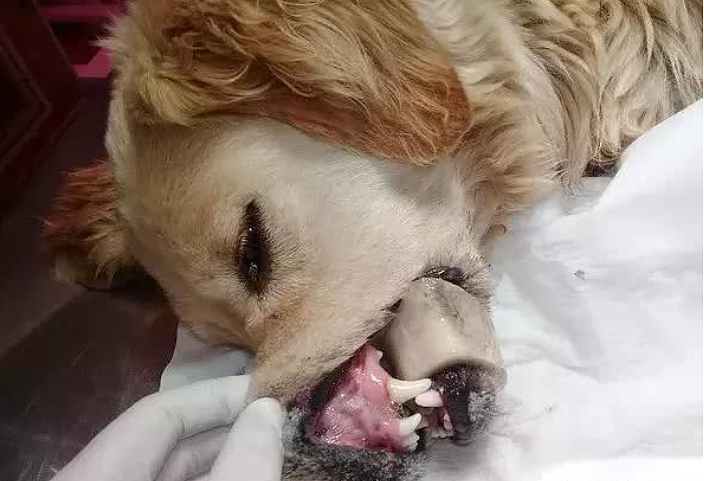 金毛啃骨头却发生意外，狗狗生无可恋的样子，让人看着都心疼 - 2