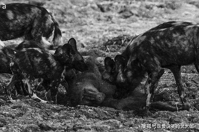 进击的狗群：非洲野狗三年内干掉五十多只狒狒 - 4