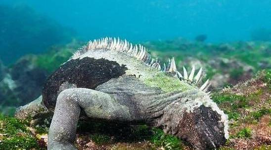世界唯一会游泳的蜥蜴，为适应生活环境进化成游泳健将 - 5
