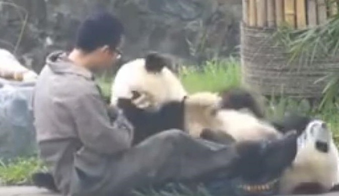 熊团子爱撒娇，奶爸看着它无奈了，熊猫：快当本熊的“人肉躺椅” - 3