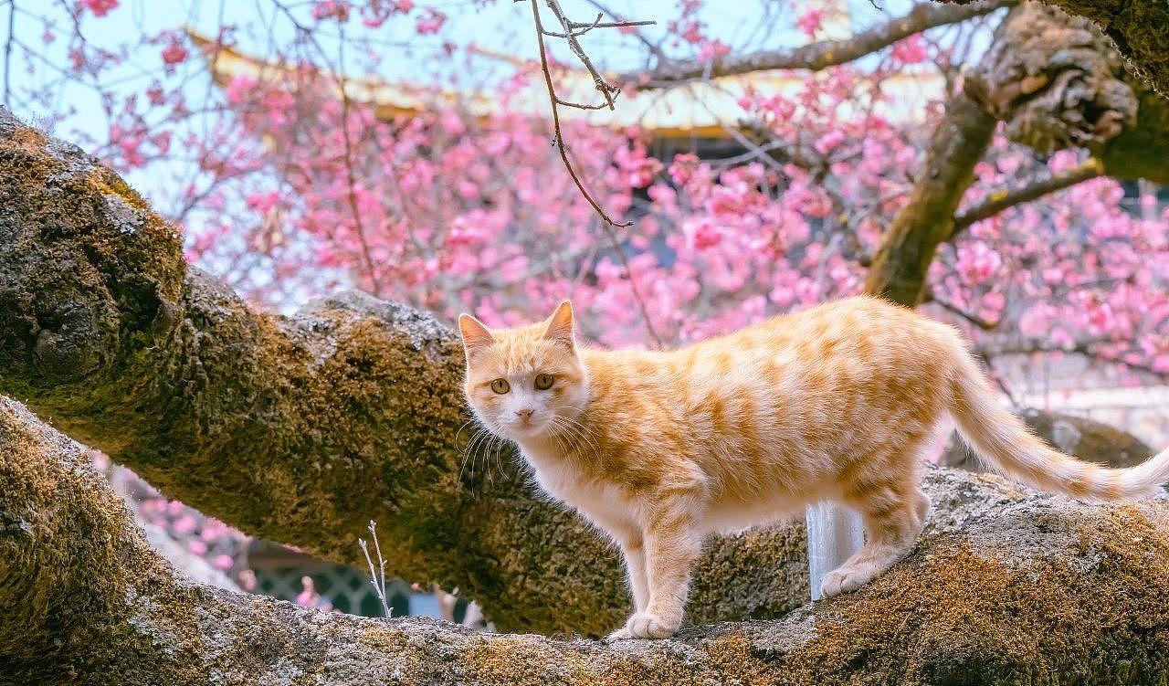320年的古樱花树上，长了母子两橘猫，又美又仙 - 2