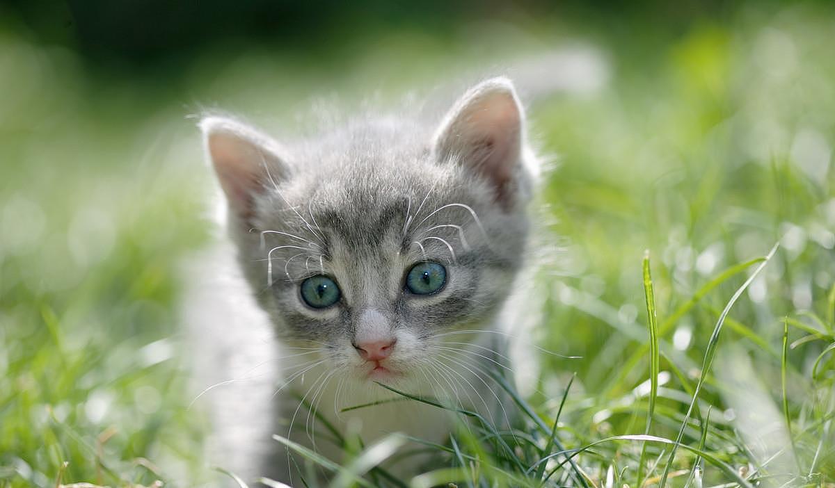 世界最小猫皮堡斯被发现，仅3个鸡蛋大小 - 1