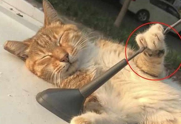 自从摔过一次之后，橘猫每次睡车盖都要抱着天线，喵：是车太滑！ - 4