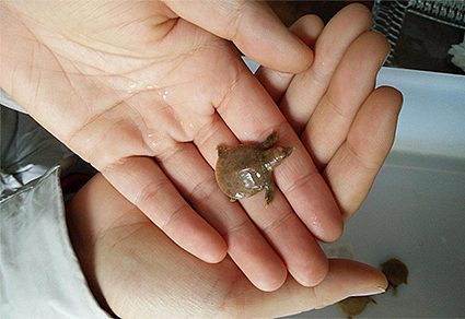 确定新物种：我国科学家在安徽黄山发现马蹄鳖 - 1