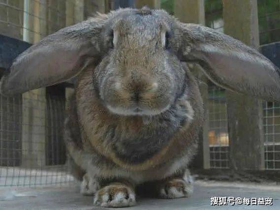 世界上最大的兔兔被偷了，主人悬赏重金想找回，贼人胆大包天！ - 3