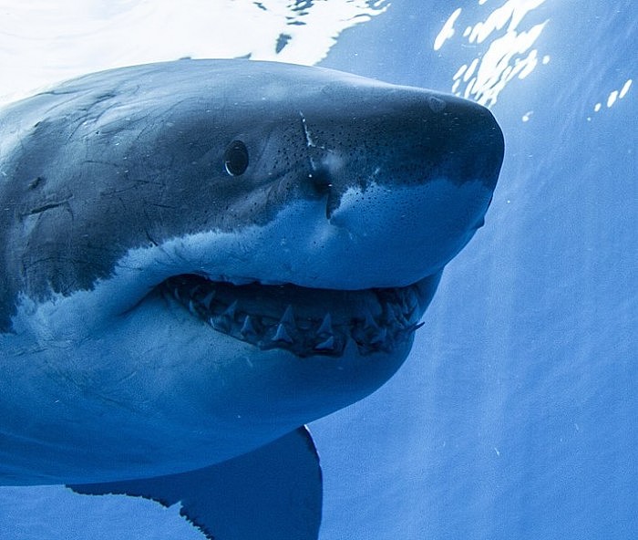 709px-Guadalupe_Island_Great_White_Shark_Face_On.jpg