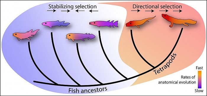 持续的快速进化解释了四足动物如何从鱼类进化而来 - 2