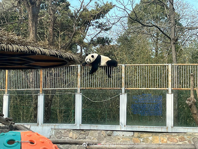 北京动物园一大熊猫越狱，动作行云流水，去年还曾掰断监控 - 7