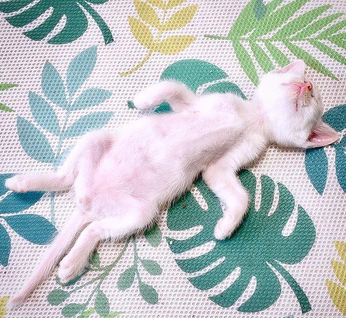 露肚皮坦荡荡是小奶猫的专属睡姿，看着真是忍不住想要揉把小肚肚 - 4