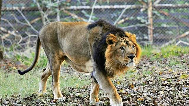苏门答腊虎vs亚洲狮，事实证明，狮子无愧于“万兽之王”的称号 - 3