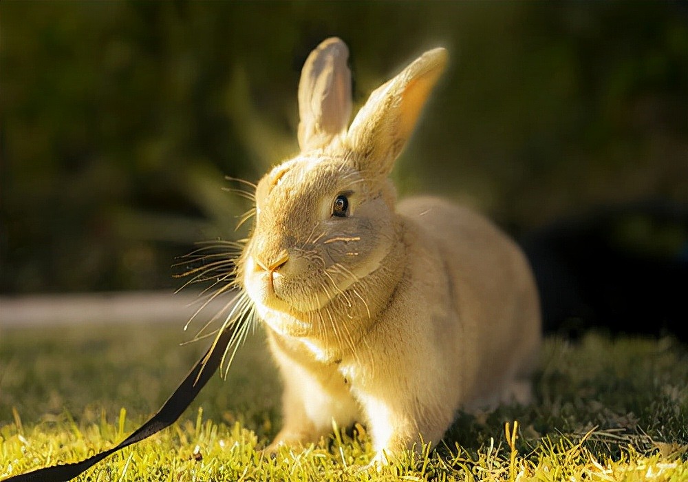 养兔日记：兔子怎么喂益生菌？不同的肠胃问题采取不同的处理措施 - 1