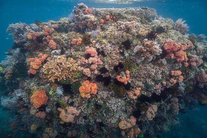 科学家首次绘制出海洋热浪前后的活珊瑚位置图 - 1