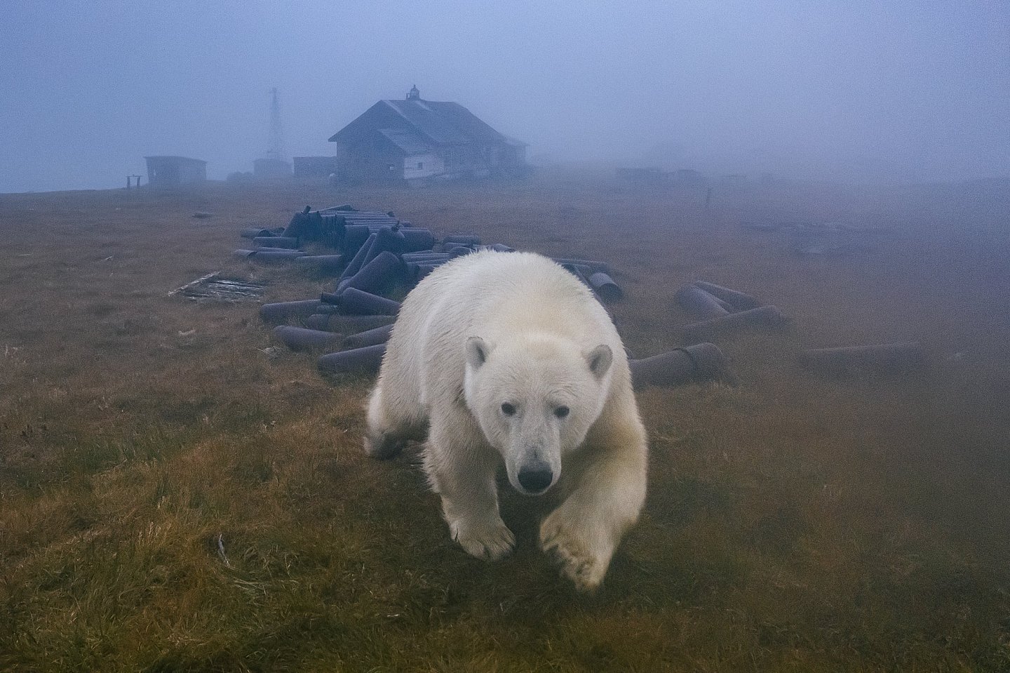 [组图]北极熊占领了废弃岛屿并搬进了空房子里 - 12