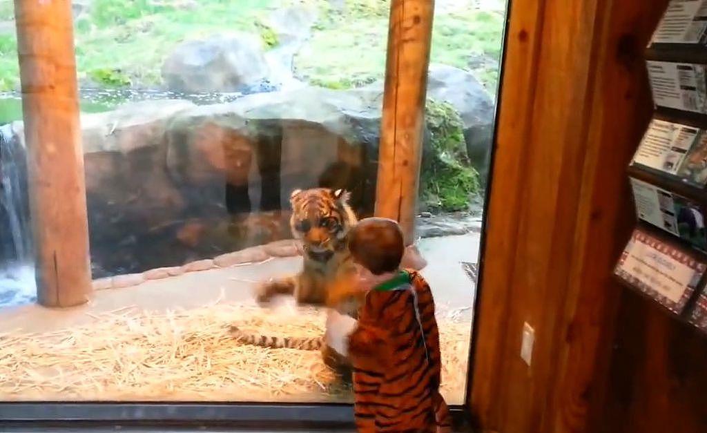 熊孩子假扮老虎混入动物园，不由屏住呼吸差点报警！ - 6