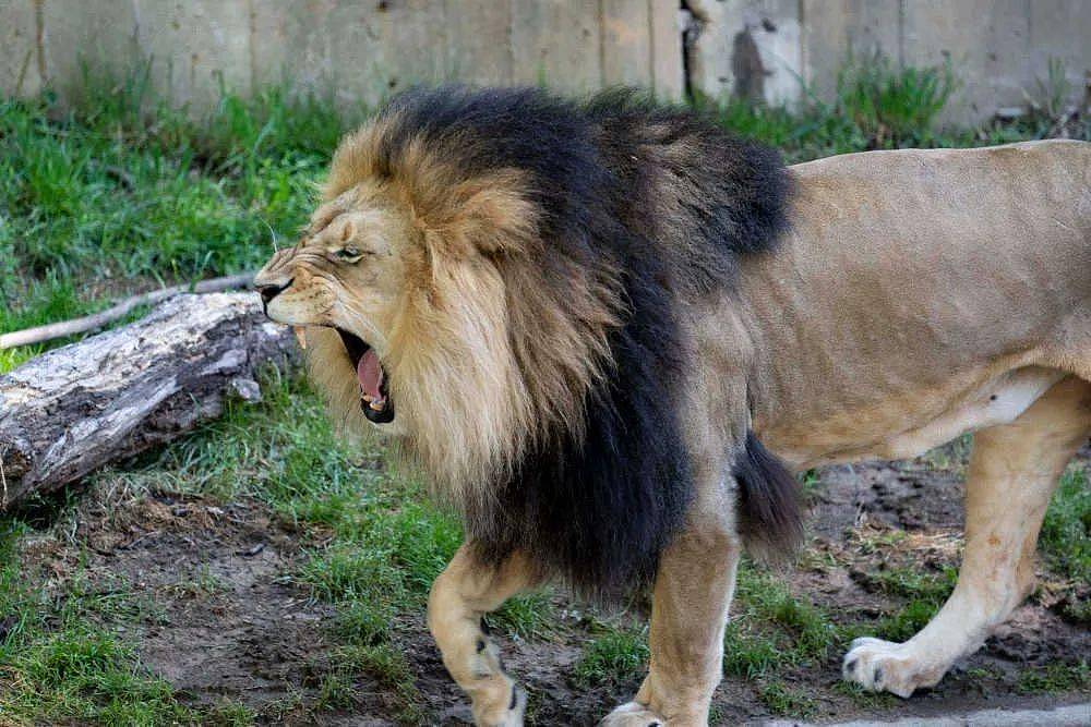 一动物园狮子老虎集体感染新冠 - 1