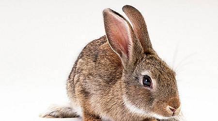 爱宠分享：兔子拉果冻便怎样治疗，兔子拉透明粘稠的 - 1