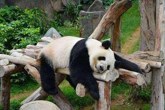 调皮熊猫称挖煤弄脏身体，想蹭会给饲养员被识破后，只能乖乖认错 - 2
