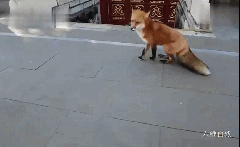 北京潭柘寺出现一只不怕人的赤狐，成为网红“灵狐”，疑似人工养殖的狐狸 - 7