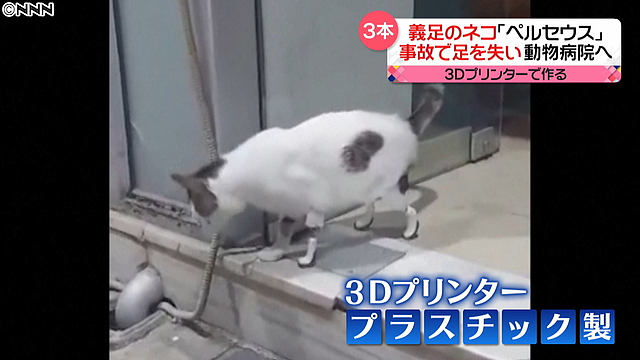 希腊兽医活用3D打印技术 让因事故单腿猫重新行走 - 1