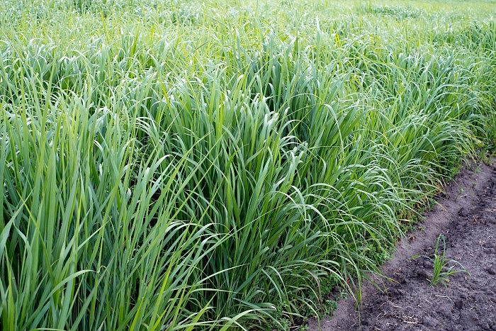 Growing-Switchgrass-for-Biofuel.jpg