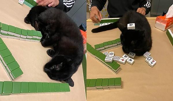 黑猫躺上桌「麻将藏肉里」害人没碰到！　奴才笑：该摸牌还是摸它 - 1