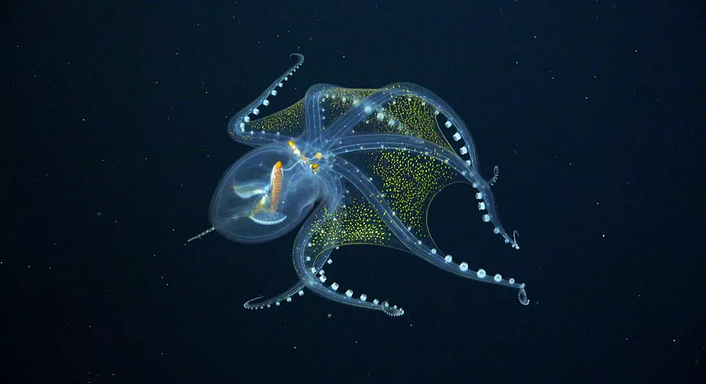 菲尼克斯群岛下发现一种罕见深海生物：幽灵般的透明章鱼 - 1
