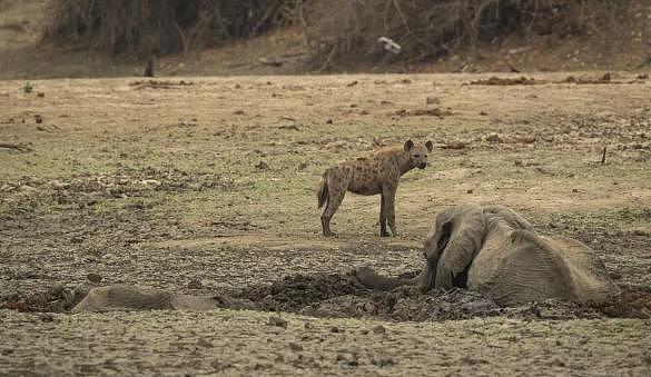 深陷泥潭自身难保的南非母象 眼睁睁看着象宝宝被鬣狗一点点捕食 - 1