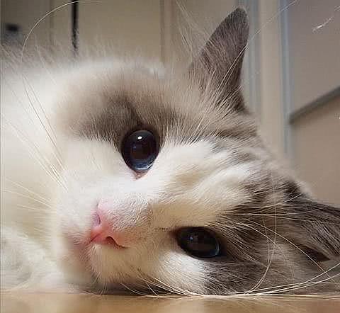 日本一布偶猫因太漂亮而成为“网红猫”, 然而人家其实是一个男孩纸! - 4