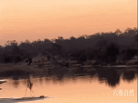 南非一只黑斑羚凭借跳跃躲避过野狗群，又在河中躲避开河马的袭击 - 2