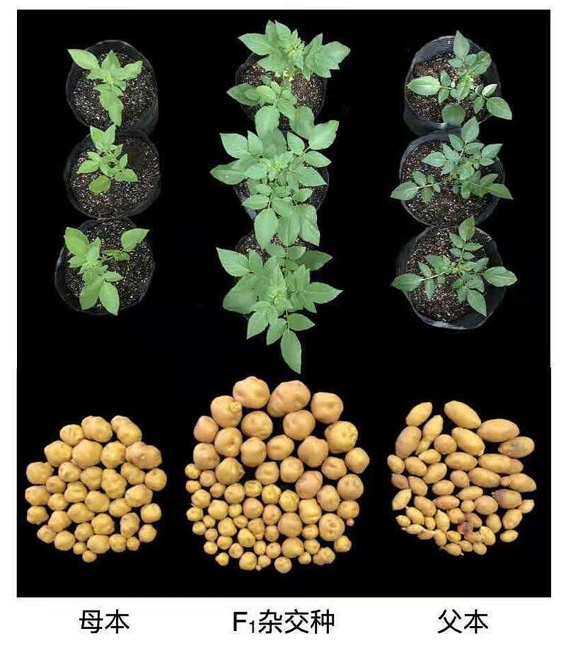 第一代全基因组设计的杂交马铃薯问世 用杂交种子替代薯块繁殖 - 1