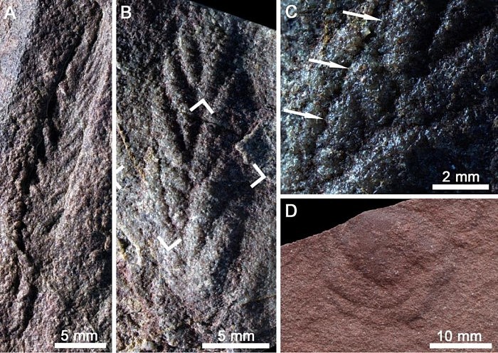 青藏科考发现埃迪卡拉生物群化石 5亿年前柴达木板块可能靠近华北板块 - 4