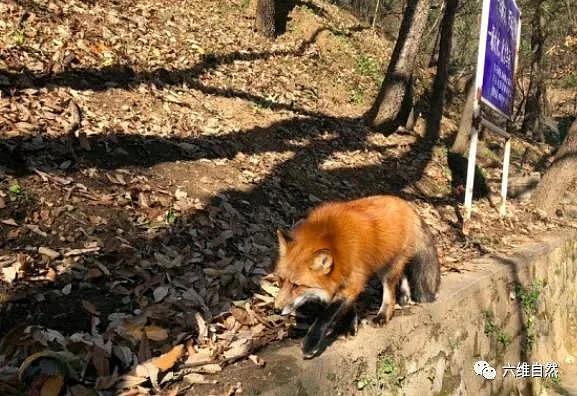 北京潭柘寺出现一只不怕人的赤狐，成为网红“灵狐”，疑似人工养殖的狐狸 - 8