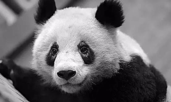 熊猫也会秃头！谢顶后露出粉红色头皮，饲养员称正恢复生长中 - 1