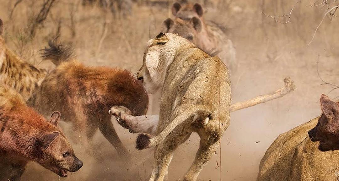 狮群来到鬣狗地盘，当着鬣狗妈妈的面，对洞中小鬣狗进行了捕食 - 4