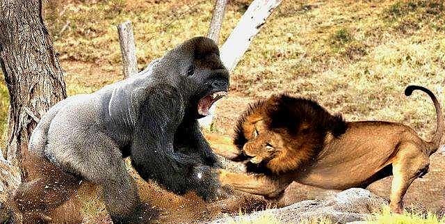 银背大猩猩对决老虎狮子，灵长类动物在猫科动物面前有优势吗？ - 3