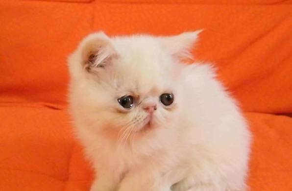 网购了一只缅因猫，卖家说养大后有惊喜，2年后肠子悔青！ - 1