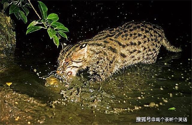湄公河现猫科中的平头哥，尾巴能在水中掌舵，用胡须探测鱼儿位置 - 5