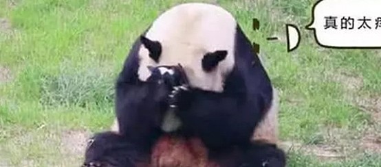 熊猫团子拿小鸟挠头皮，却不小心把小鸟捂死了，它的反应亮了 - 4