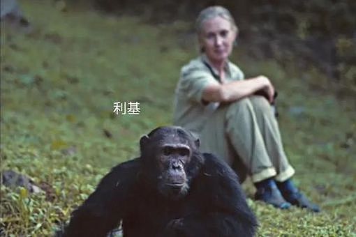 贡贝黑猩猩战争的全过程 - 1