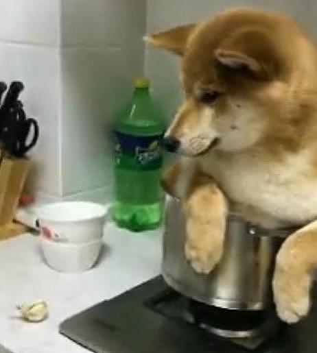 网友把狗狗放在锅里准备炖了，加水加葱蒜姜，吓得狗狗放声大哭！ - 2
