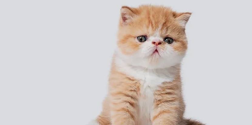 扁脸猫憨态可掬的长相，竟会导致其慢性疾病的漏诊 - 2