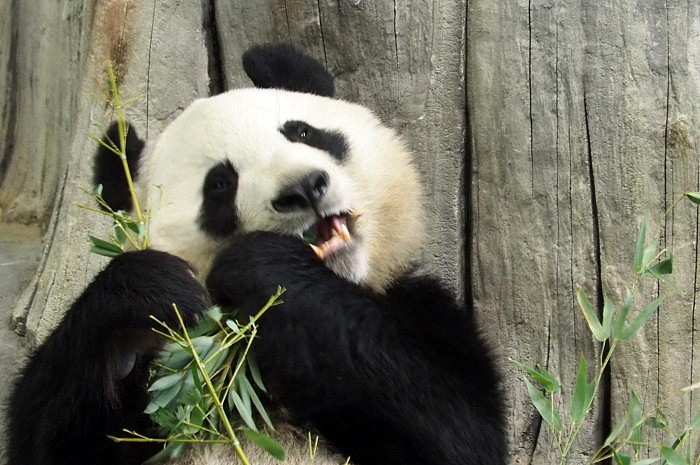Giant-Panda-Eating.jpg