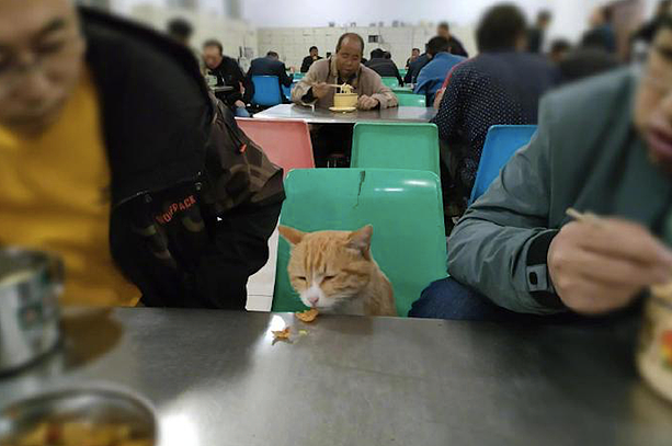 两位小伙在食堂里吃饭，1只橘猫突然挤了进来：不介意拼个桌吧？ - 2