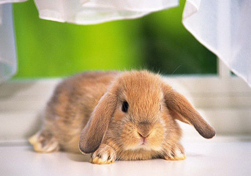 萌兔护理：兔子用球虫什么药，护理感染球虫的兔子的3个方法 - 3