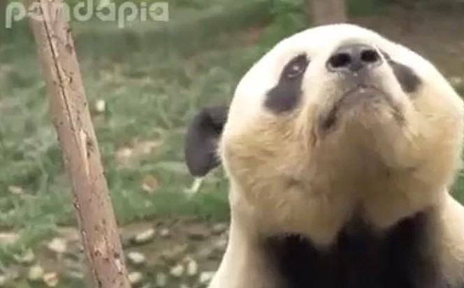 史上最懒的熊猫，想吃却不想动，熊猫：奶爸，站起来算我输！ - 2