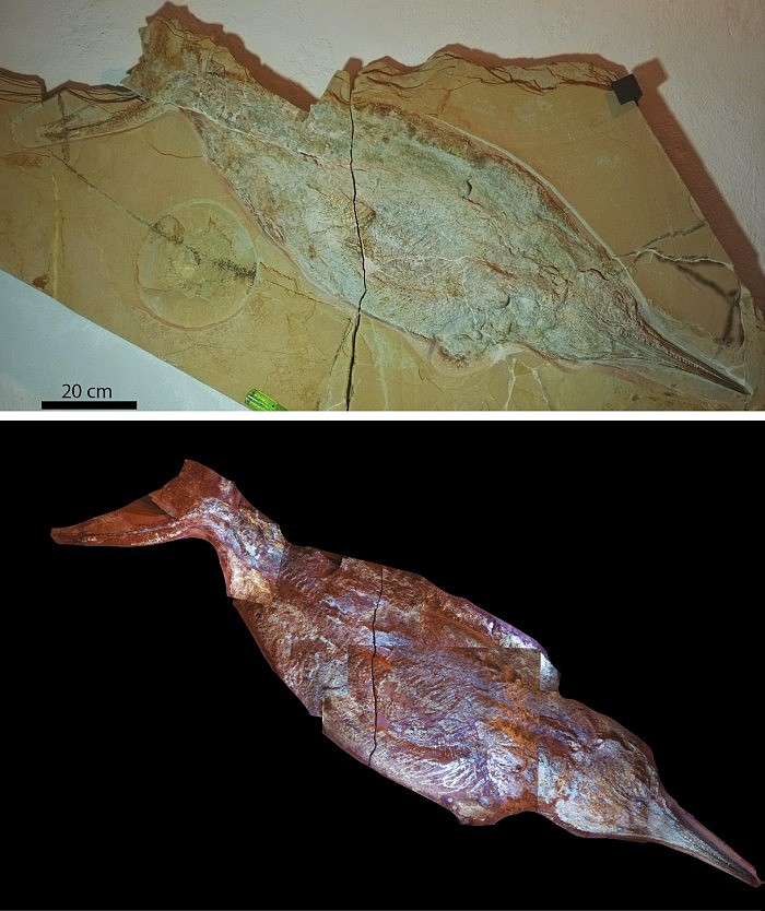 科学家发现1.5亿年前的鱼龙化石被埋在在自己的脂肪当中 - 2