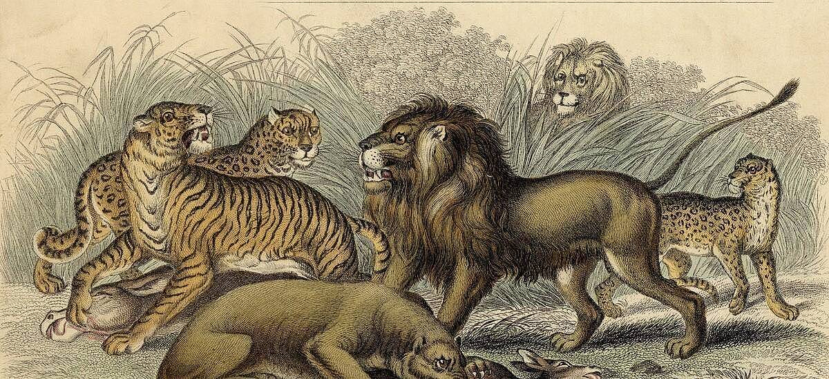 最受喜爱的猫科动物评选，雪豹第一名，狮虎争议大，猎豹强势回归 - 6